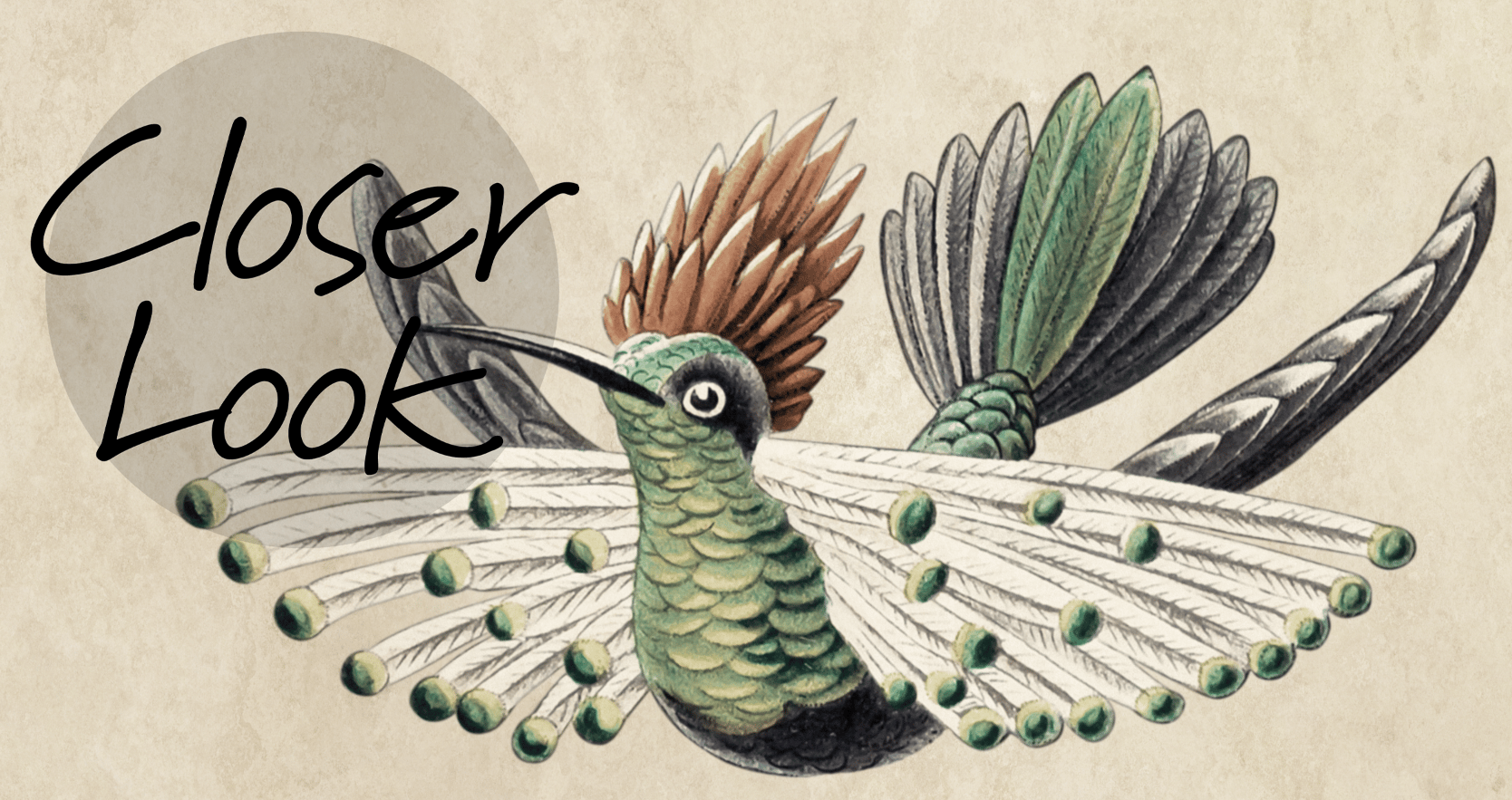 Antique Hummingbirds Wallpaper Mural