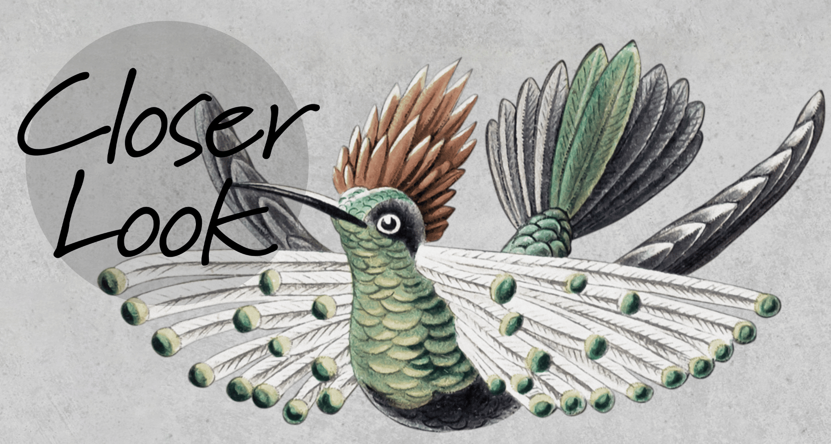 Antique Hummingbirds Wallpaper Mural 