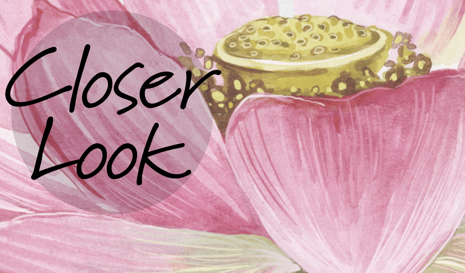 Watercolor Lotus Flower Wallpaper Mural