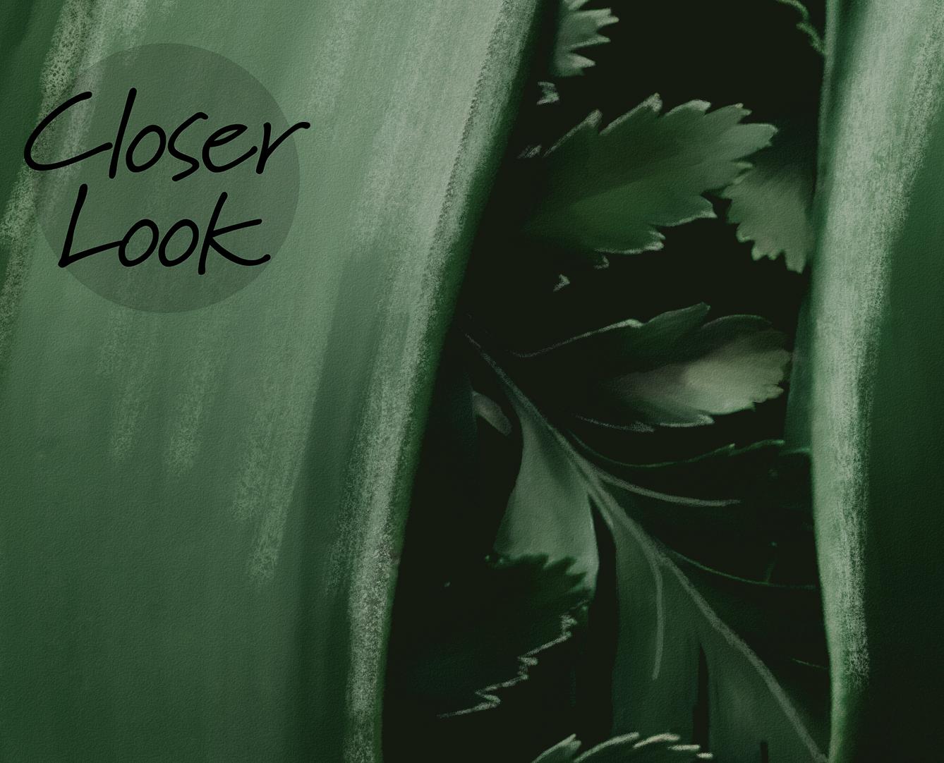 Tropical Jungle Leaves Wallpaper Mural