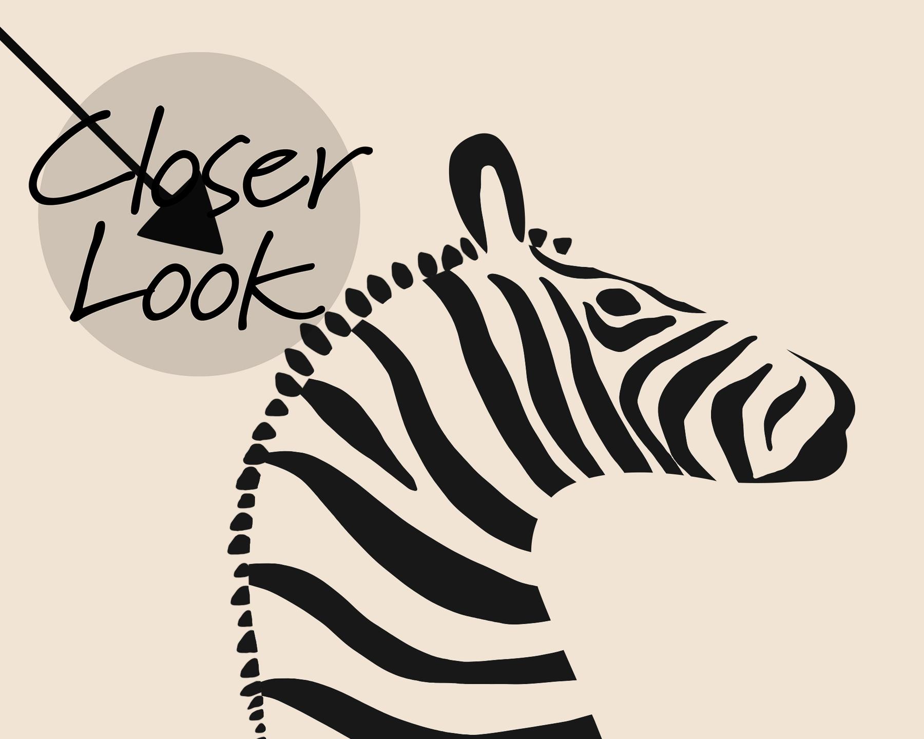 Wildlife Zebra with Arrows Wallpaper Mural