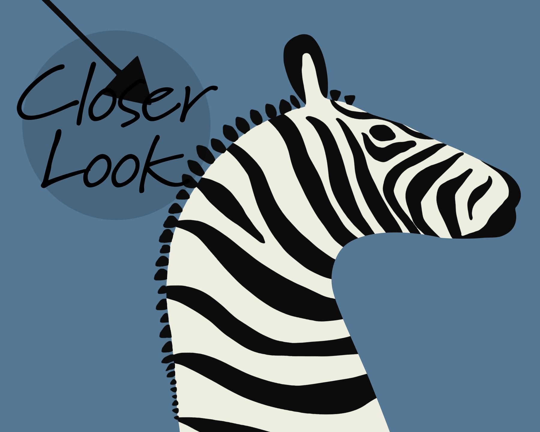 Wildlife Zebra with Arrows Wallpaper Mural