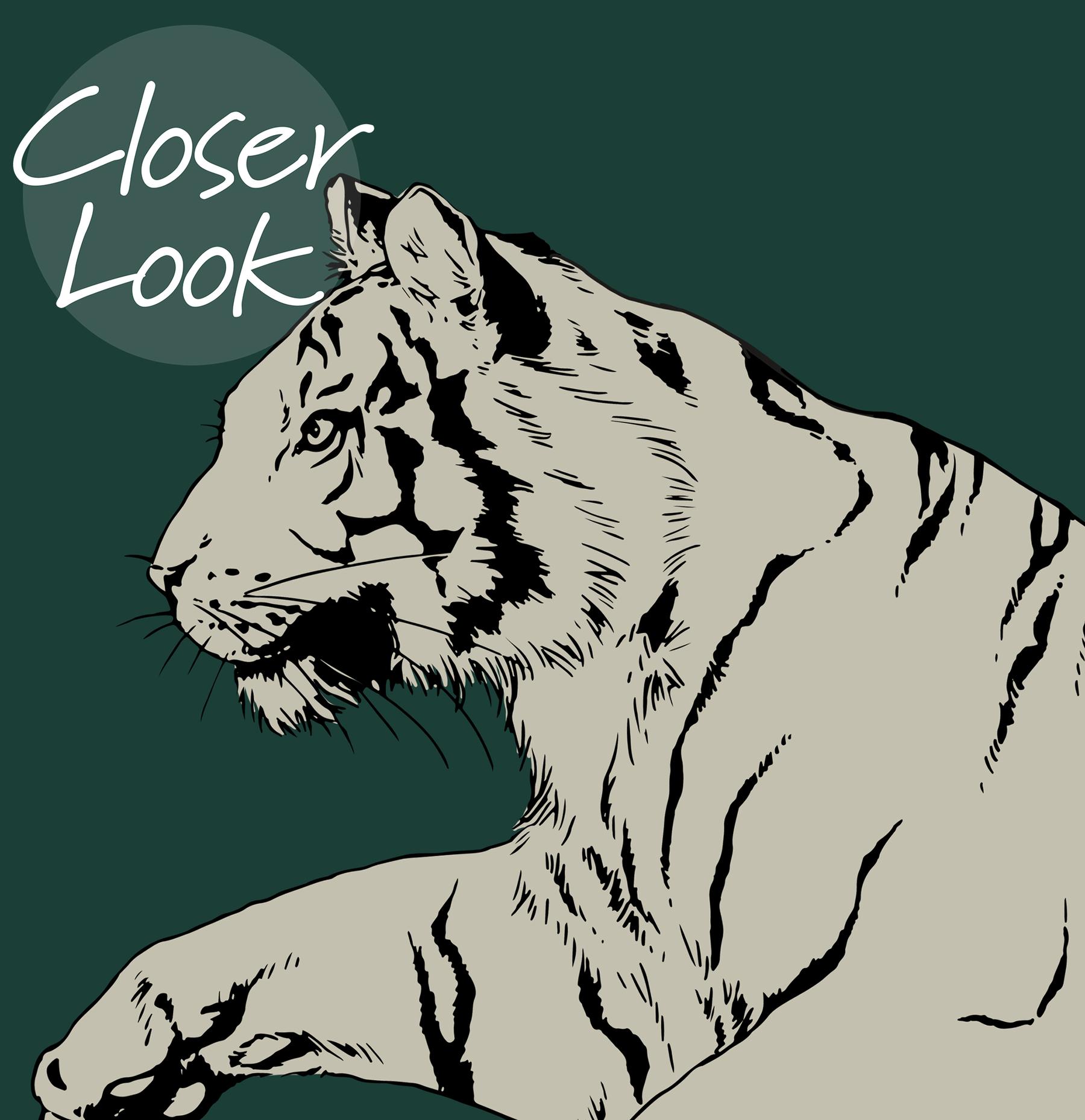 Wild Tiger Pattern Wallpaper Mural