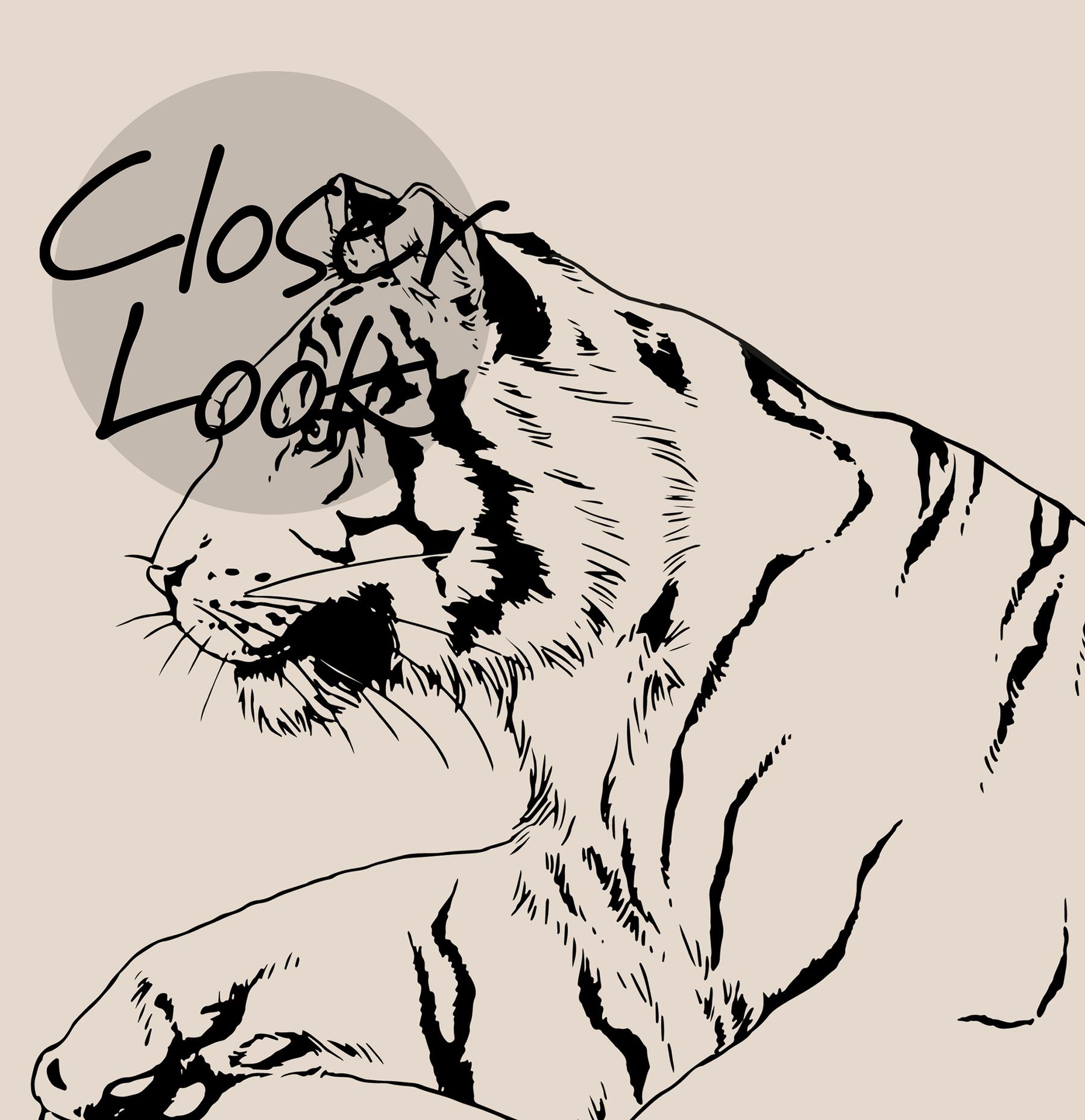 Wild Tiger Pattern Wallpaper Mural