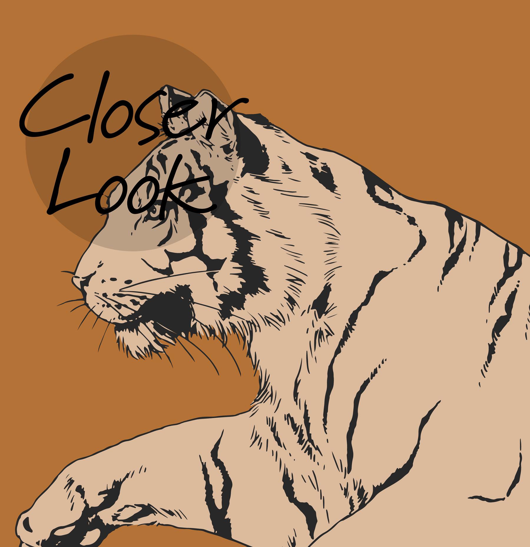 Wild Tiger Pattern Wallpaper Mural