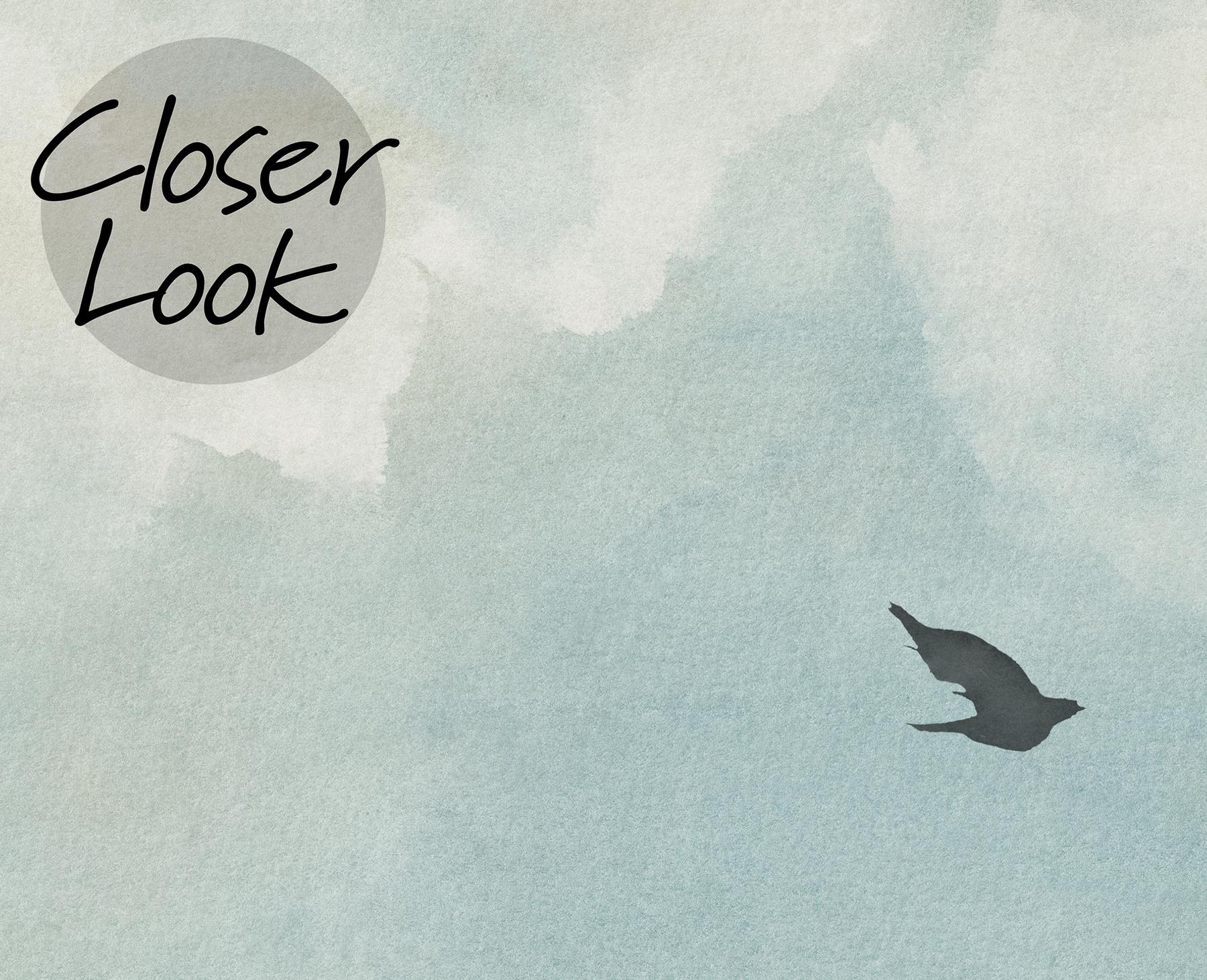 Soothing Skies Bird Flight Panoramic Wallpaper