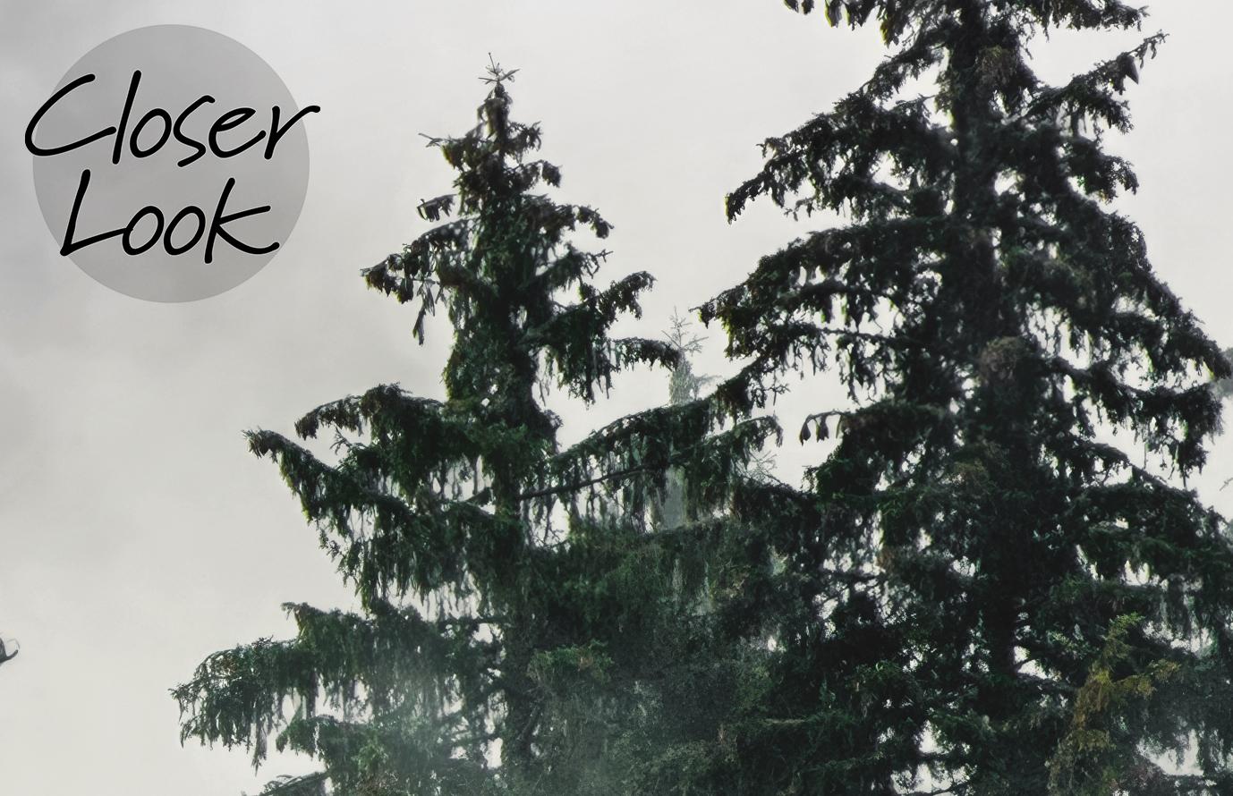 Serene Misty Forest Landscape Wallpaper Mural