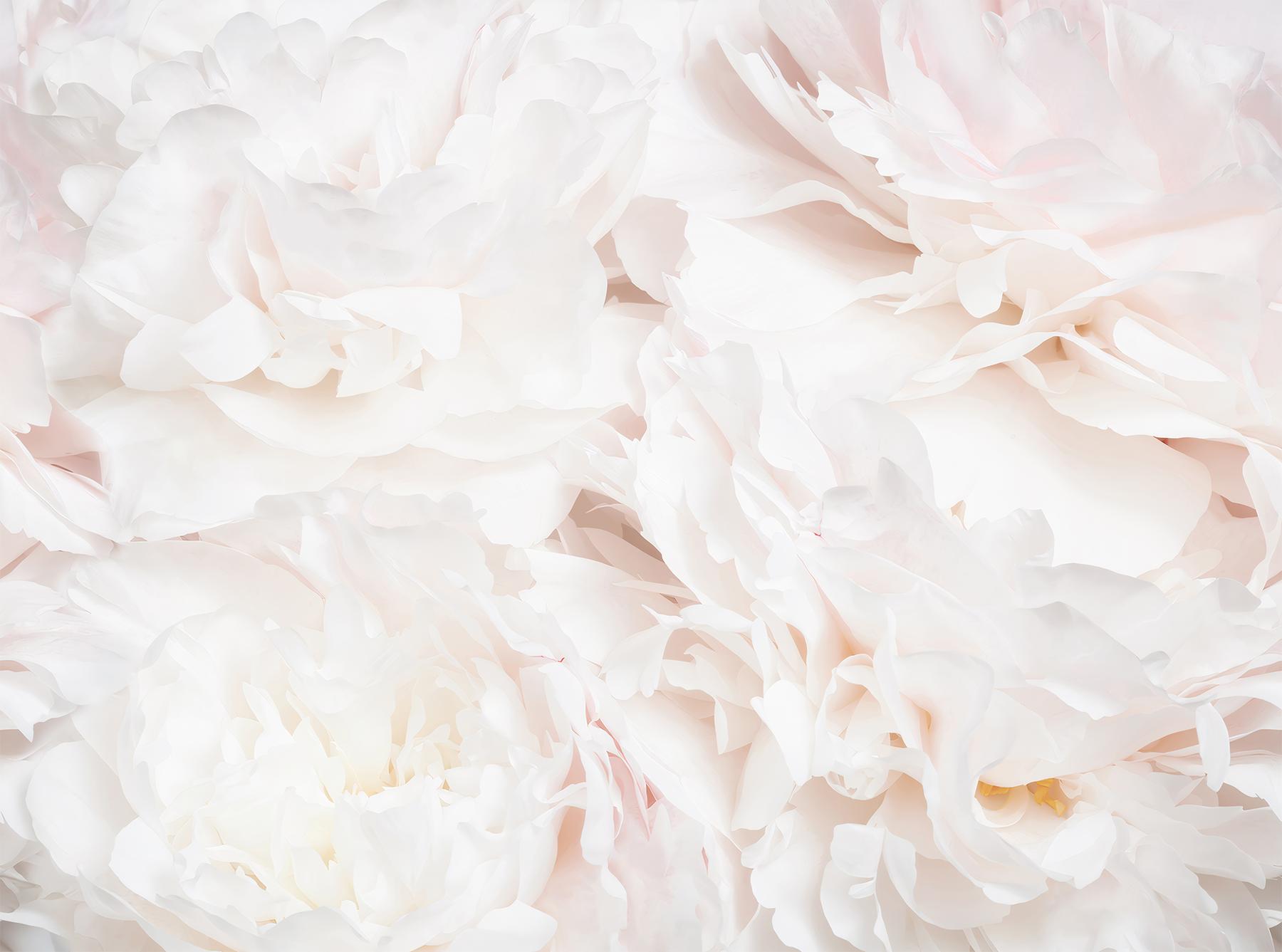 Soft Blush Peony Petals Luxurious Wallpaper Mural