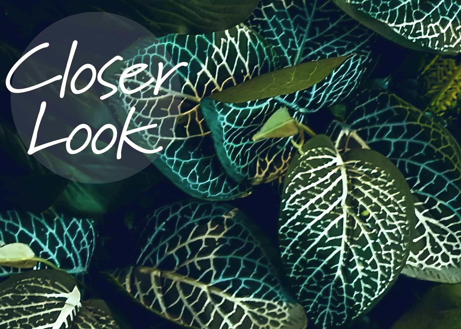 Elegant Botanical Jungle Greenery Wallpaper Mural