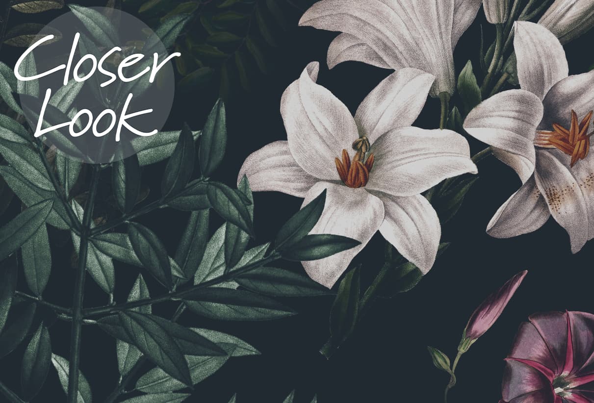Enchanting Nocturnal Floral Garden Wallpaper Mural
