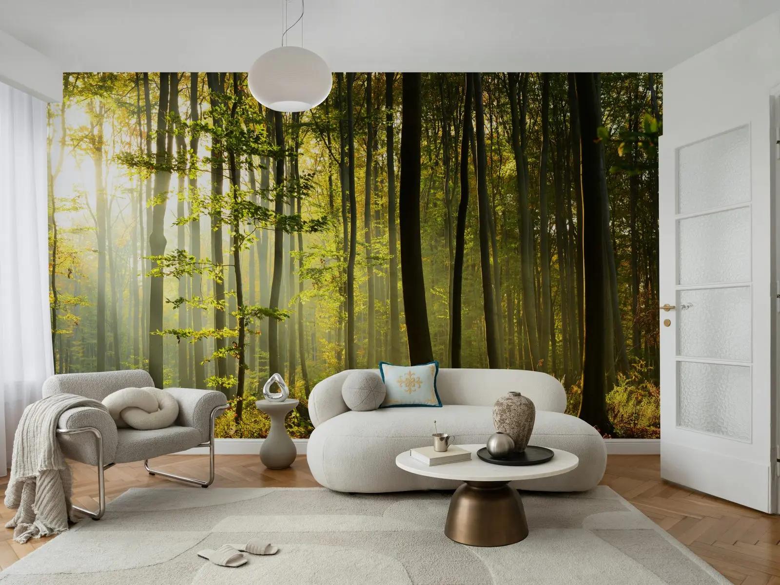 Sunlit Forest Wallpaper From Nature