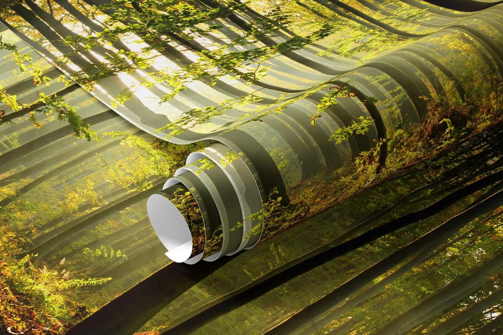 Sunlit Forest Wallpaper From Nature