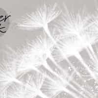 Serene Dandelion Wisps Kids Room Wallpaper 4