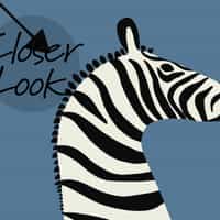 Wildlife Zebra with Arrows Wallpaper Mural 3