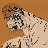 Wild Tiger Pattern Wallpaper Mural 3