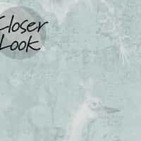 Soft Floral Elegance Peacock Wallpaper Mural 4