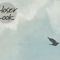 Soothing Skies Bird Flight Panoramic Wallpaper 7