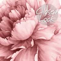Soft Rose Floral Delicacy Wallpaper Mural 5