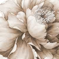 Soft Rose Floral Delicacy Wallpaper Mural 6