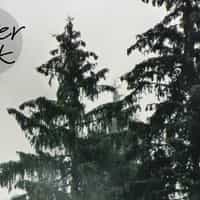 Serene Misty Forest Landscape Wallpaper Mural 6