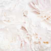 Soft Blush Peony Petals Luxurious Wallpaper Mural 7