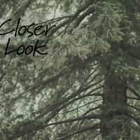 Misty Pine Forest Nature Landscape Wallpaper Mural 5