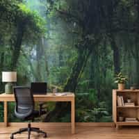 Misty Rainforest Wallpaper Mural 5