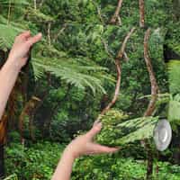 Tropical Rainforest Wallpaper Mural 6