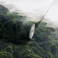 Misty Rainforest Photography Wallpaper Mural 6