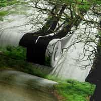 Misty Woodland Road Wallpaper Mural 8