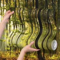 Sunlit Forest Wallpaper From Nature 6