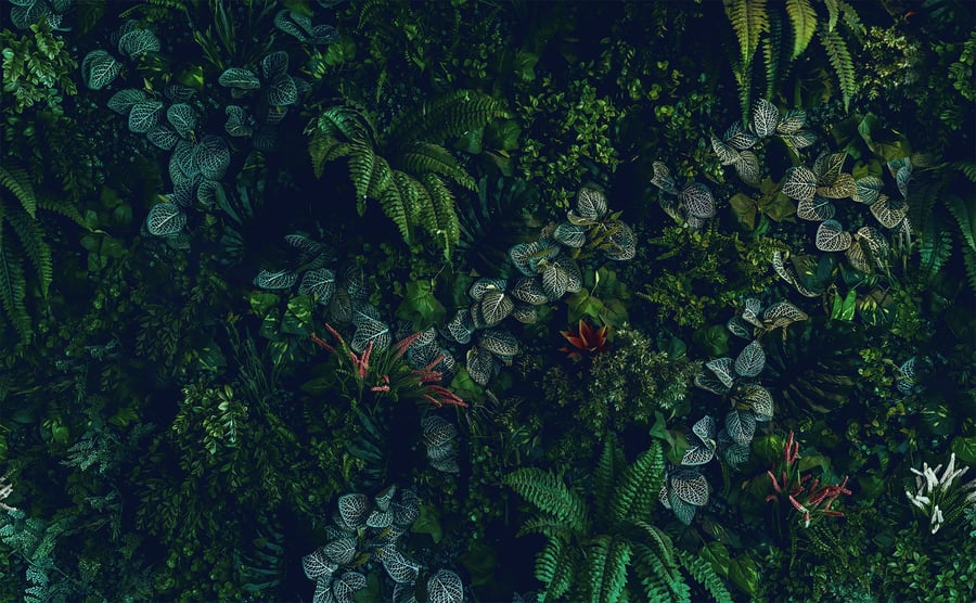 Leafy Embrace